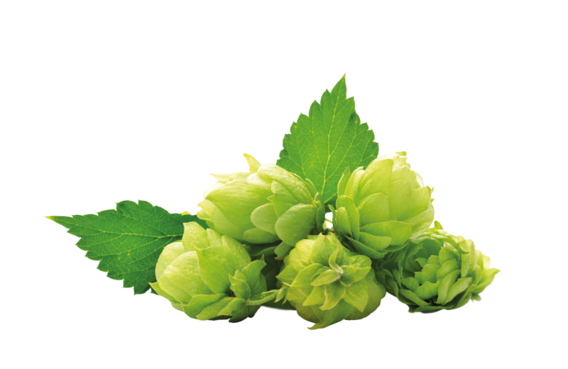 Hopfen (Humulus lupulus)